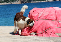 IMG_3647.JPG AA