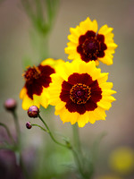 1Z6A3474-Edit