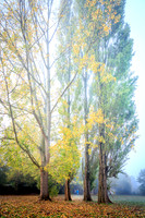 GA7A7298-Edit-Edit-1