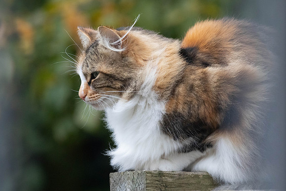 C21A7798